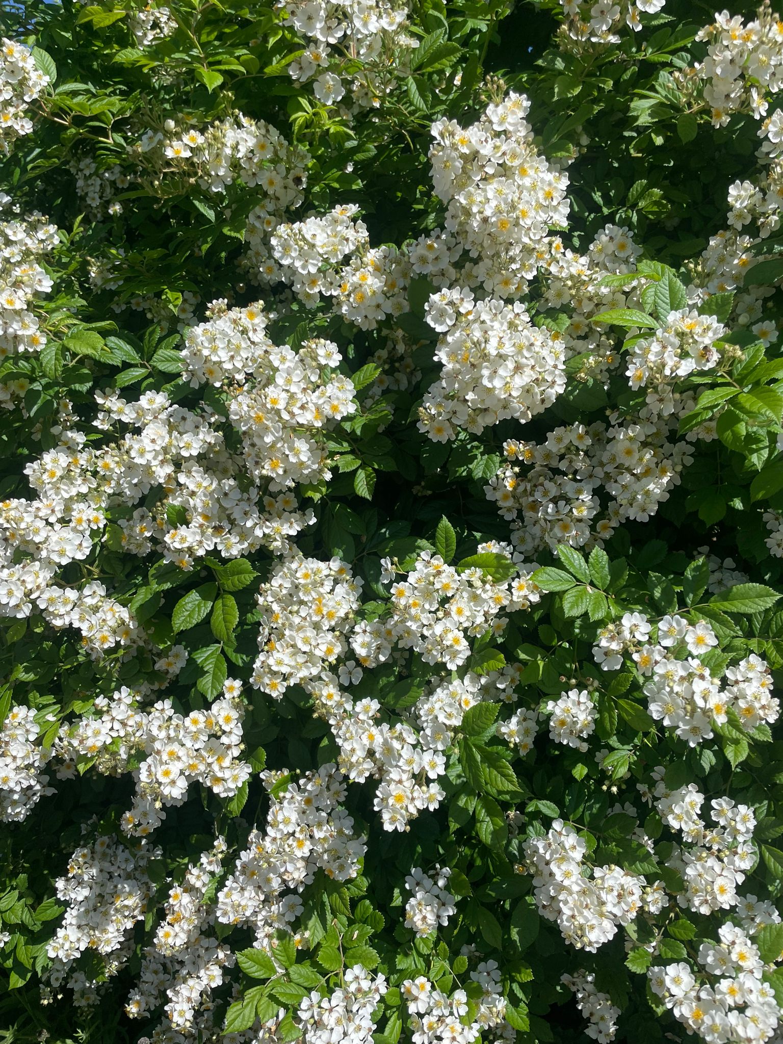 Naturgartenerlebnis
